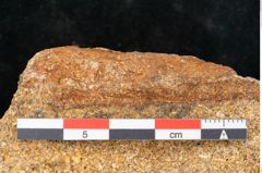 Foto (Detailansicht) von Fagus ninnisiana Unger (NHMW-GEO-2024-0188-10205)